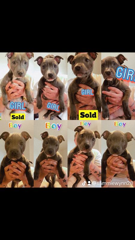 Staffordshire Bull Terrier puppies for sale in Blackpool, Lancashire – KC registered, 1 year old - Image 12 of 12