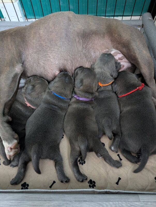 Beautiful Kennel Club Blue Staffordshire Bull Terrier Pups for sale in Southampton, Hampshire