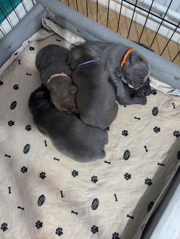 Beautiful Kennel Club Blue Staffordshire Bull Terrier Pups for sale in Southampton, Hampshire | Image 4