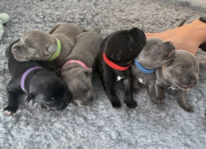 Beautiful litter of 5 pure blue Staffy puppies for sale