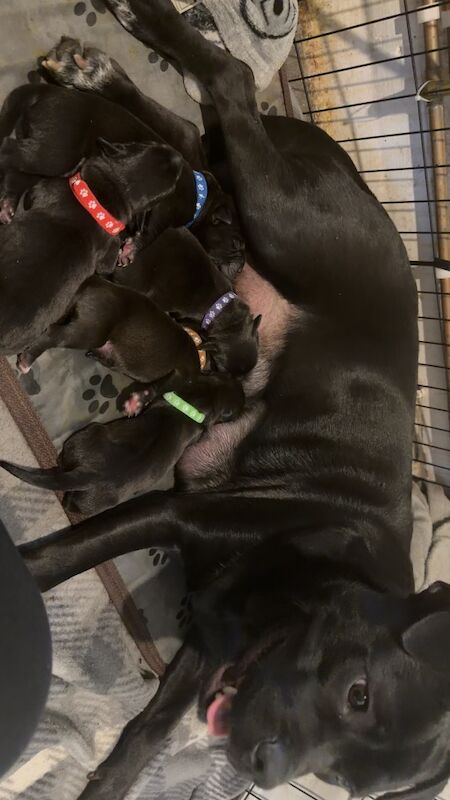 Staffie Puppies For Sale