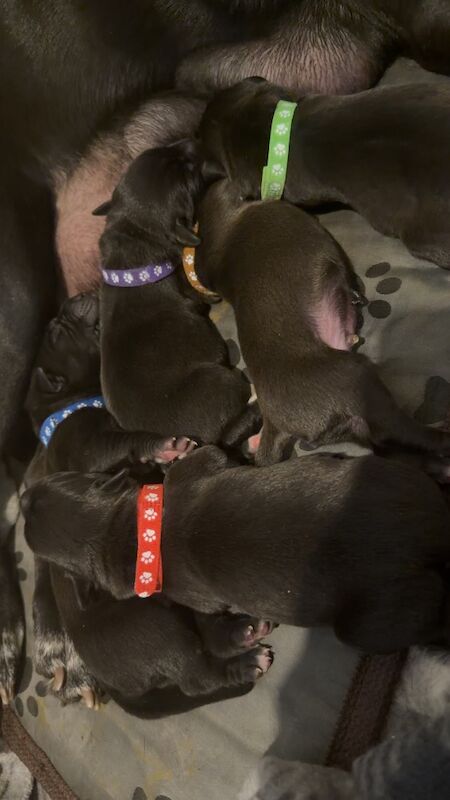 SOLD!!! Beautiful litter of 5!! Staff X - Image 2 of 4
