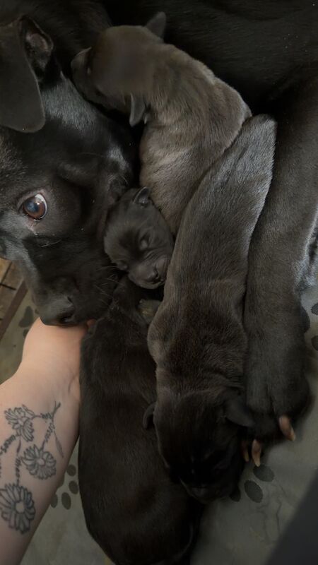 SOLD!!! Beautiful litter of 5!! Staff X - Image 3 of 4