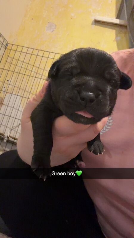 SOLD!!! Beautiful litter of 5!! Staff X - Image 4 of 4