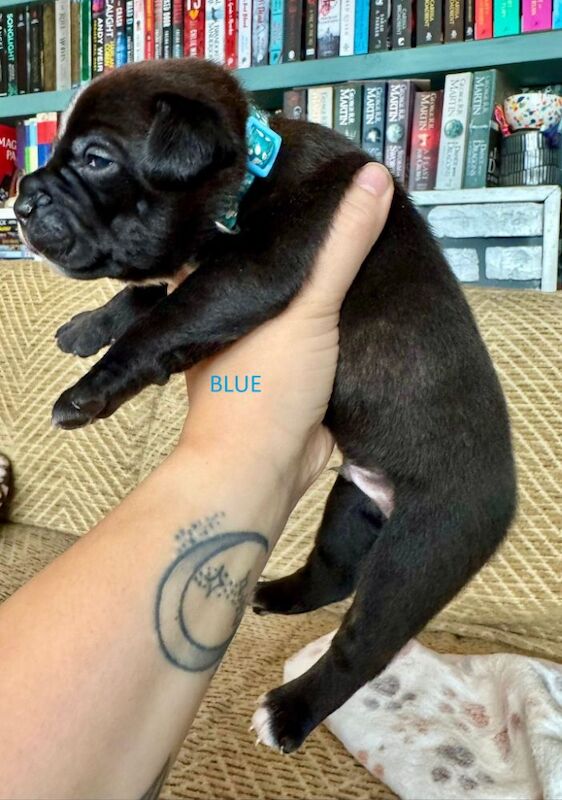 Staffordshire Bull Terrier puppies for sale in Longbridge, Warwickshire – KC registered, 6 weeks old - Image 2 of 15