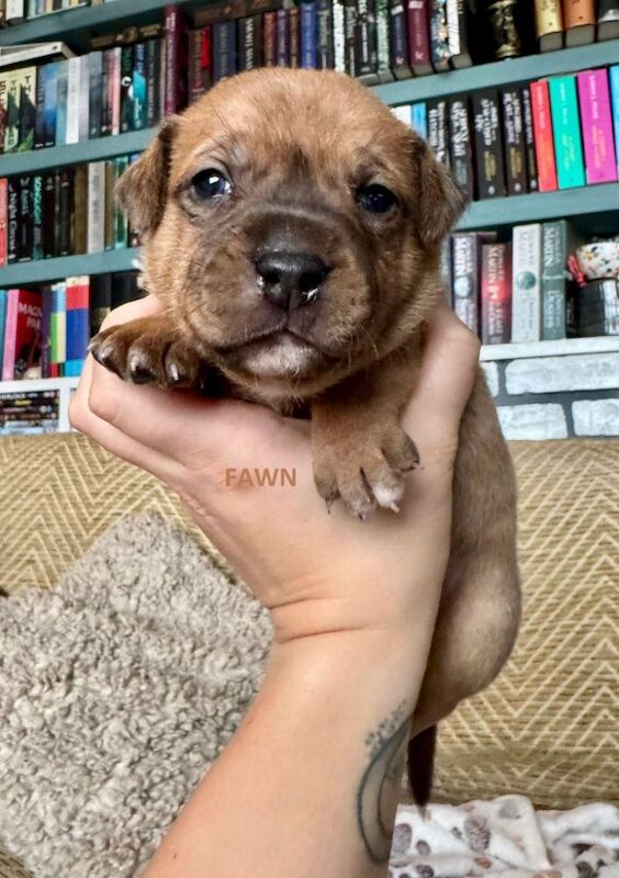 Staffordshire Bull Terrier puppies for sale in Longbridge, Warwickshire – KC registered, 6 weeks old - Image 3 of 15