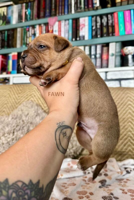 Staffordshire Bull Terrier puppies for sale in Longbridge, Warwickshire – KC registered, 6 weeks old - Image 4 of 15