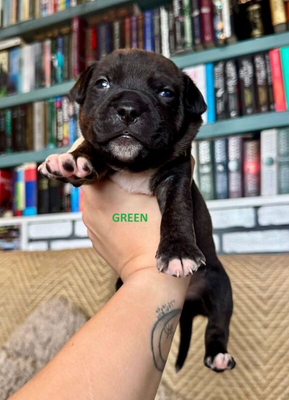 Staffordshire Bull Terrier puppies for sale in Longbridge, Warwickshire – KC registered, 6 weeks old - Image 6 of 15