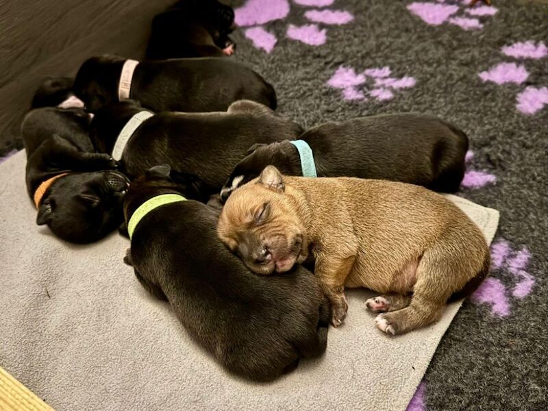 Staffordshire Bull Terrier puppies for sale in Longbridge, Warwickshire – KC registered, 6 weeks old - Image 7 of 15