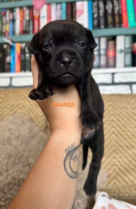 Staffordshire Bull Terrier puppies for sale in Longbridge, Warwickshire – KC registered, 6 weeks old - Image 9 of 15