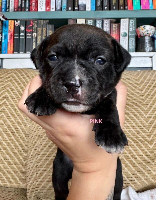 Staffordshire Bull Terrier puppies for sale in Longbridge, Warwickshire – KC registered, 6 weeks old - Image 10 of 15
