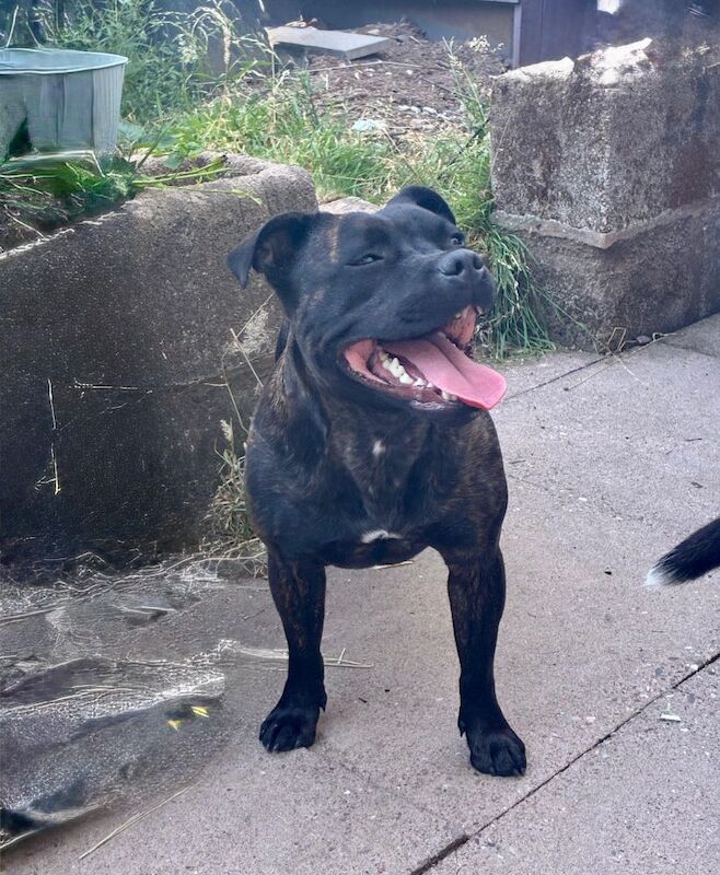 Staffordshire Bull Terrier puppies for sale in Longbridge, Warwickshire – KC registered, 6 weeks old - Image 11 of 15