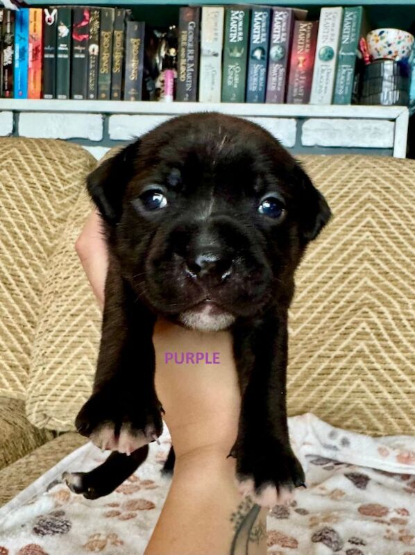 Staffordshire Bull Terrier puppies for sale in Longbridge, Warwickshire – KC registered, 6 weeks old - Image 12 of 15