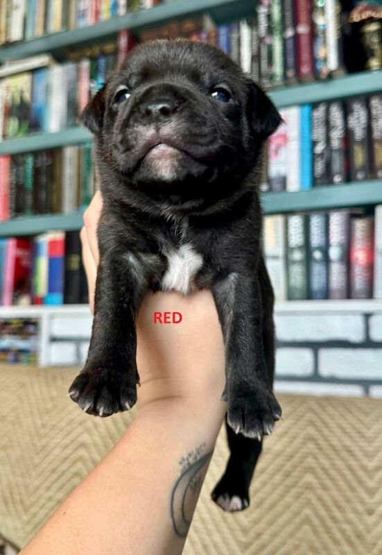 Staffordshire Bull Terrier puppies for sale in Longbridge, Warwickshire – KC registered, 6 weeks old - Image 13 of 15