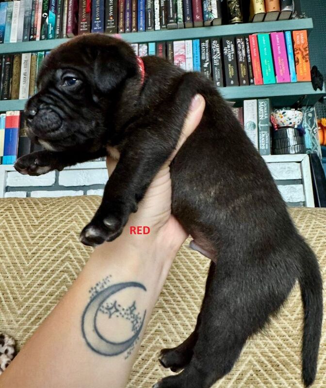 Staffordshire Bull Terrier puppies for sale in Longbridge, Warwickshire – KC registered, 6 weeks old - Image 14 of 15