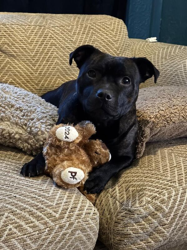 Staffordshire Bull Terrier puppies for sale in Longbridge, Warwickshire – KC registered, 6 weeks old - Image 15 of 15