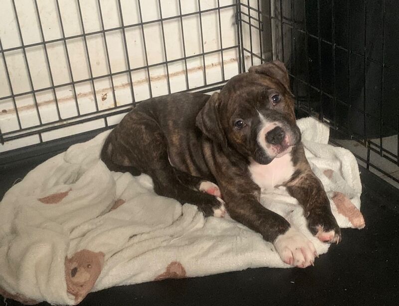 Staffordshire Bull Terrier puppies for sale in Preston, Lancashire – 8 weeks old