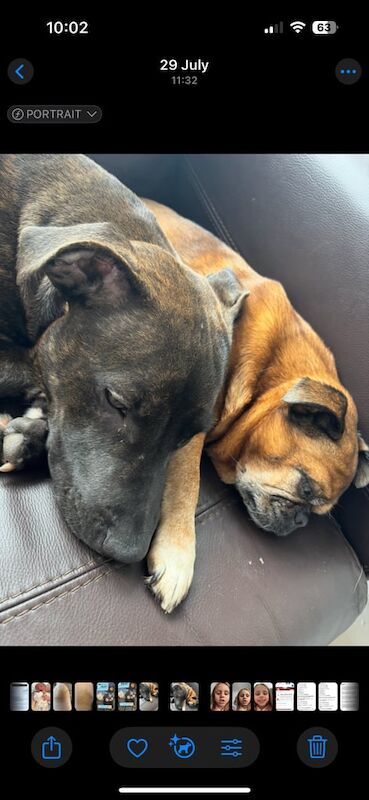 Staffordshire Bull Terrier puppies for sale in Ashford, Surrey – 10 months old