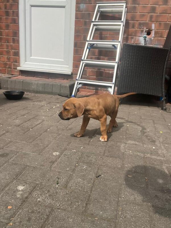 Staffie Puppies For Sale