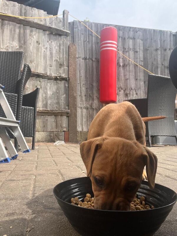 Beautiful staff pup male - Image 2 of 3