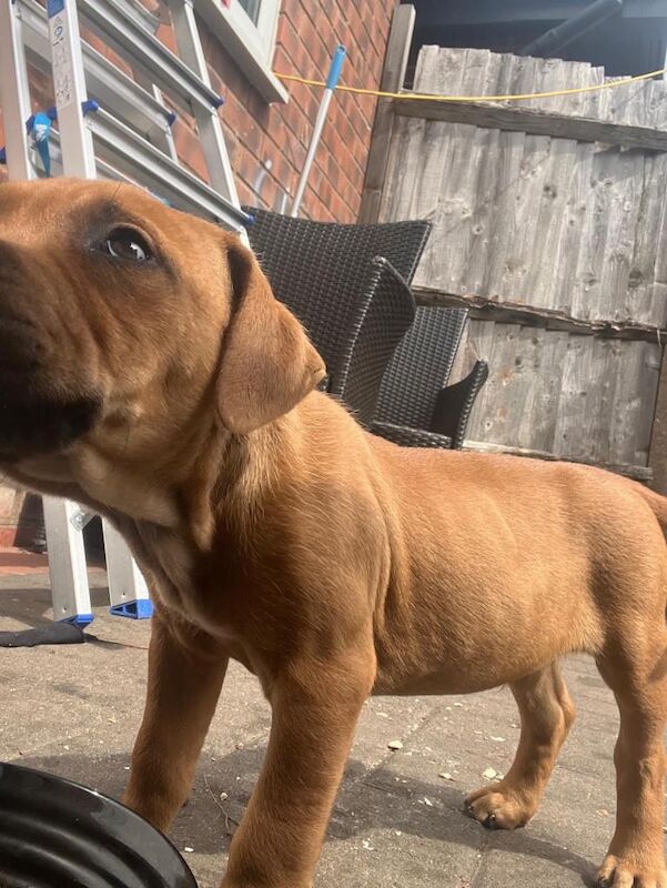 Beautiful staff pup male - Image 3 of 3