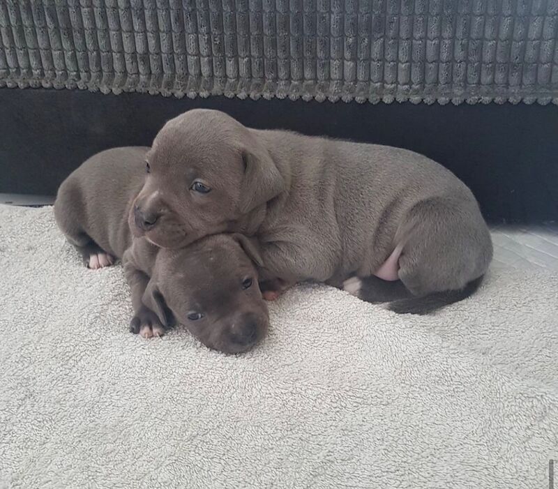 Staffordshire Bull Terrier puppies for sale in Coventry, West Midlands – KC registered, 6 weeks old