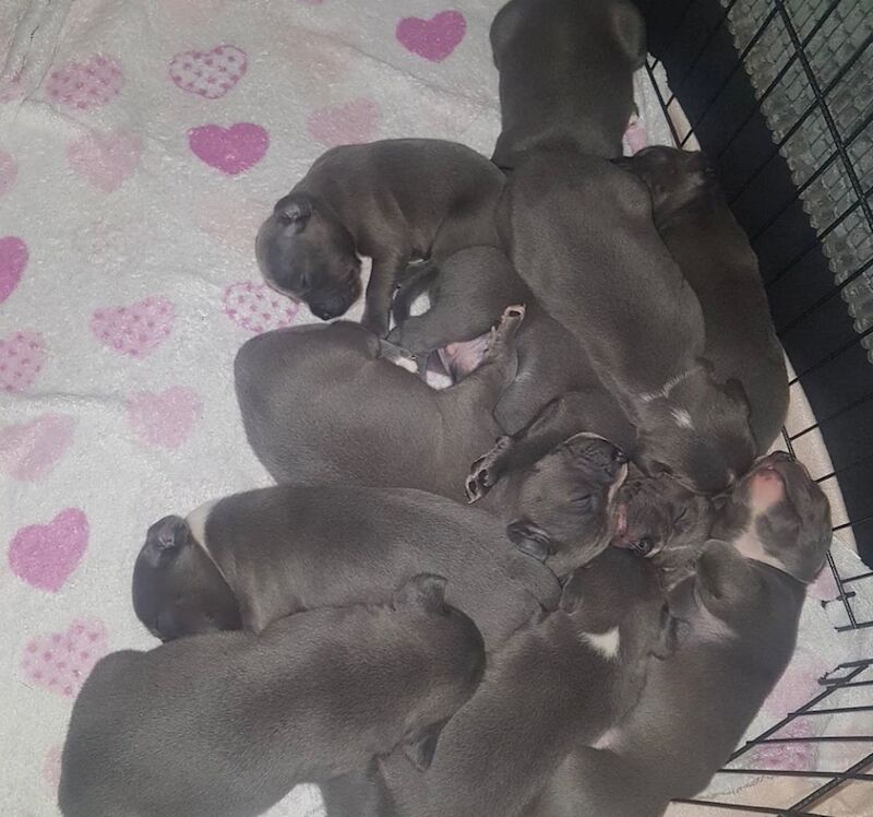 Staffordshire Bull Terrier puppies for sale in Coventry, West Midlands – KC registered, 6 weeks old - Image 3 of 11