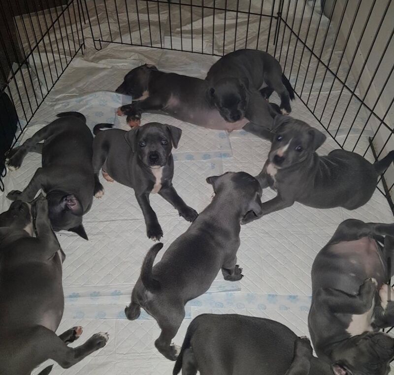 Staffordshire Bull Terrier puppies for sale in Coventry, West Midlands – KC registered, 6 weeks old - Image 4 of 11