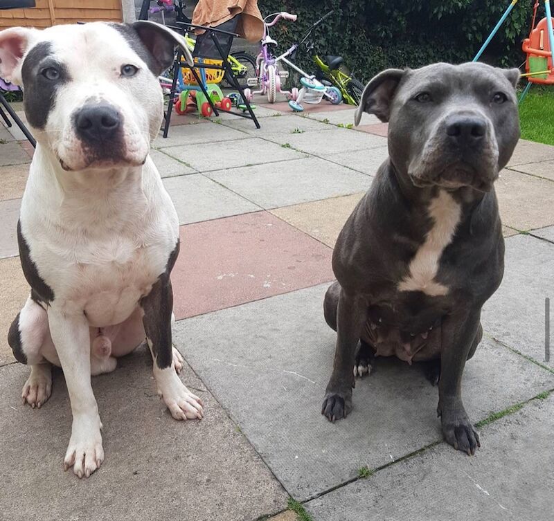 Staffordshire Bull Terrier puppies for sale in Coventry, West Midlands – KC registered, 6 weeks old - Image 5 of 11