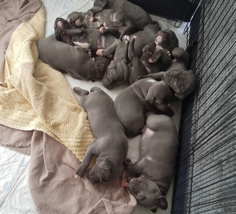 Staffordshire Bull Terrier puppies for sale in Coventry, West Midlands – KC registered, 6 weeks old - Image 6 of 11