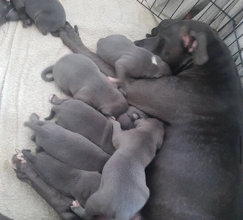 Staffordshire Bull Terrier puppies for sale in Coventry, West Midlands – KC registered, 6 weeks old - Image 7 of 11