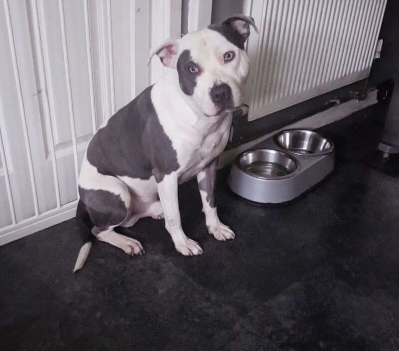 Staffordshire Bull Terrier puppies for sale in Coventry, West Midlands – KC registered, 6 weeks old - Image 8 of 11