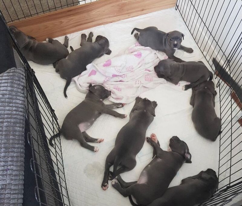 Staffordshire Bull Terrier puppies for sale in Coventry, West Midlands – KC registered, 6 weeks old - Image 9 of 11
