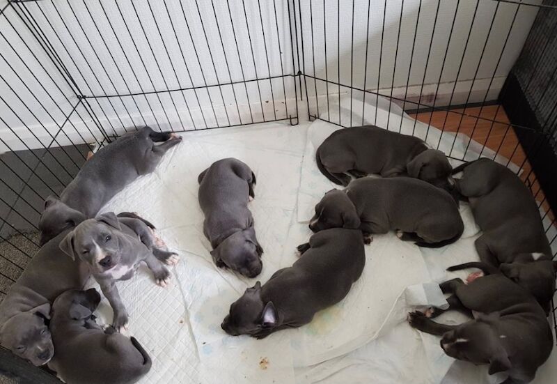 Staffordshire Bull Terrier puppies for sale in Coventry, West Midlands – KC registered, 6 weeks old - Image 10 of 11