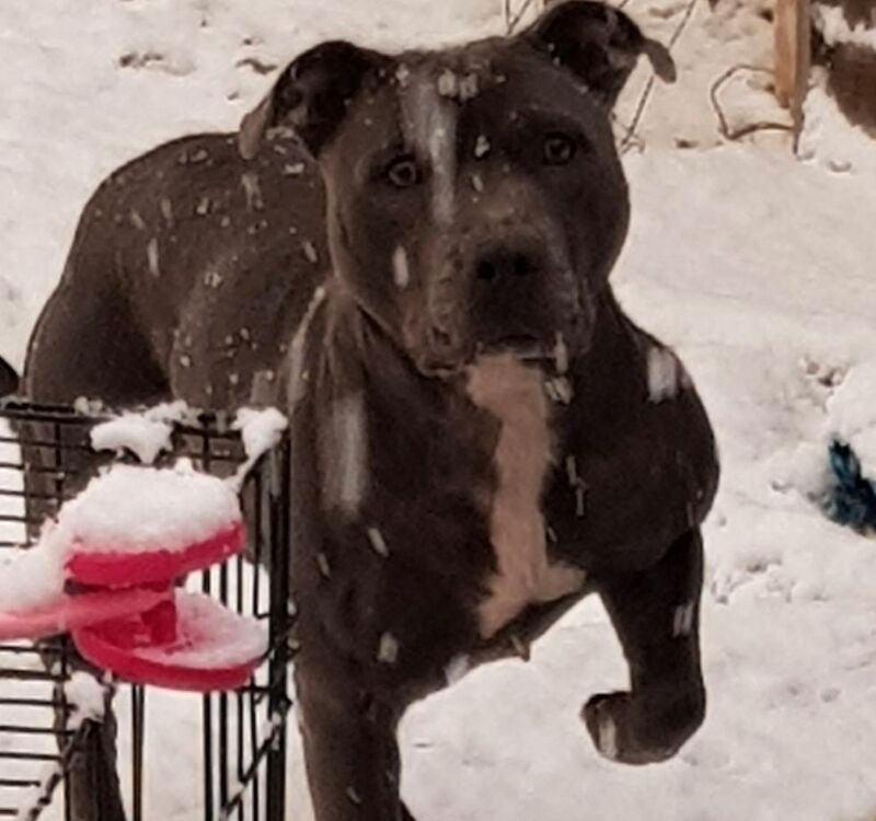 Staffordshire Bull Terrier puppies for sale in Coventry, West Midlands – KC registered, 6 weeks old - Image 11 of 11