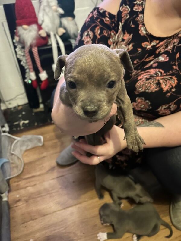 Staffordshire Bull Terrier puppies for sale in Basingstoke, Hampshire – 6 weeks old