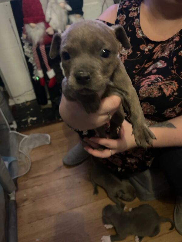Staffordshire Bull Terrier puppies for sale in Basingstoke, Hampshire – 6 weeks old - Image 2 of 5