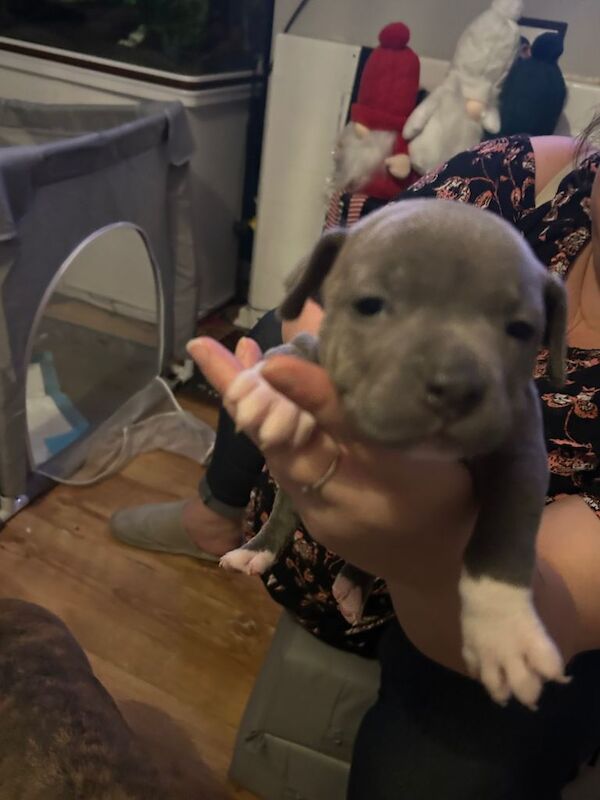 Staffordshire Bull Terrier puppies for sale in Basingstoke, Hampshire – 6 weeks old - Image 3 of 5