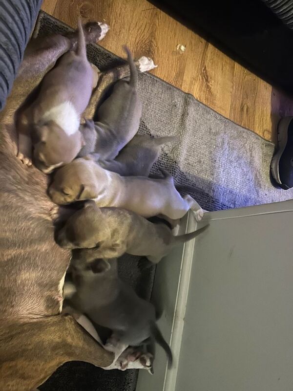 Staffordshire Bull Terrier puppies for sale in Basingstoke, Hampshire – 6 weeks old - Image 5 of 5