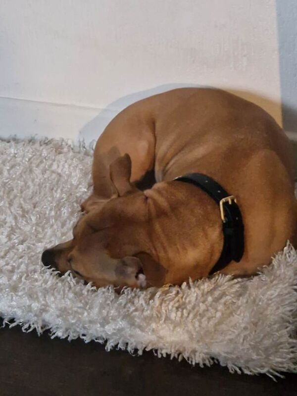 Staffordshire Bull Terrier Puppies For Sale Under £1,000
