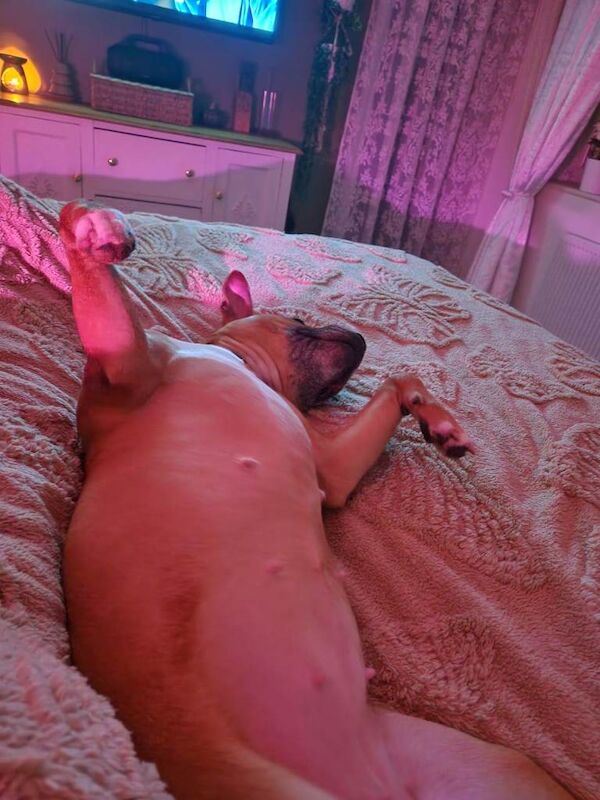 Staffordshire Bull Terrier puppies for sale in Urmston, Manchester – 1 year old - Image 2 of 4