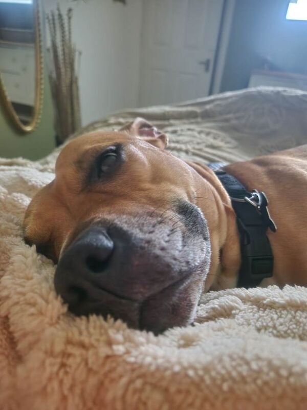 Staffordshire Bull Terrier puppies for sale in Urmston, Manchester – 1 year old - Image 3 of 4