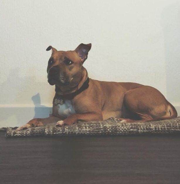 Staffordshire Bull Terrier puppies for sale in Urmston, Manchester – 1 year old - Image 4 of 4
