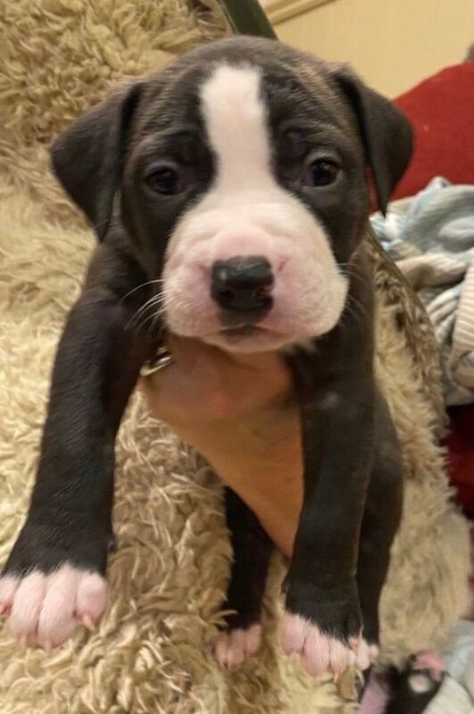 Staffordshire Bull Terrier puppies for sale in Hastings, East Sussex – 5 weeks old