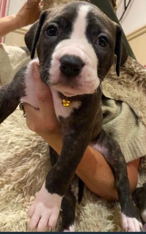 Staffordshire Bull Terrier puppies for sale in Hastings, East Sussex – 4 months old - Image 2 of 4