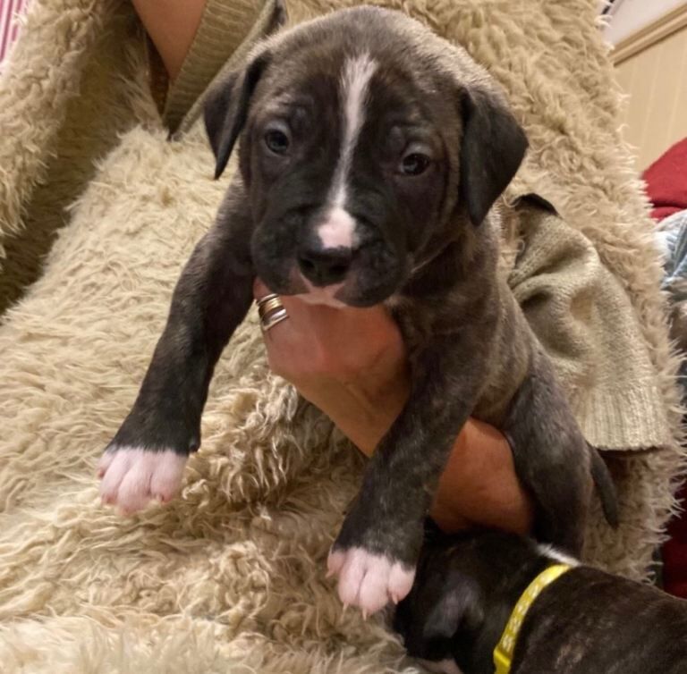Staffordshire Bull Terrier puppies for sale in Hastings, East Sussex – 4 months old - Image 3 of 4