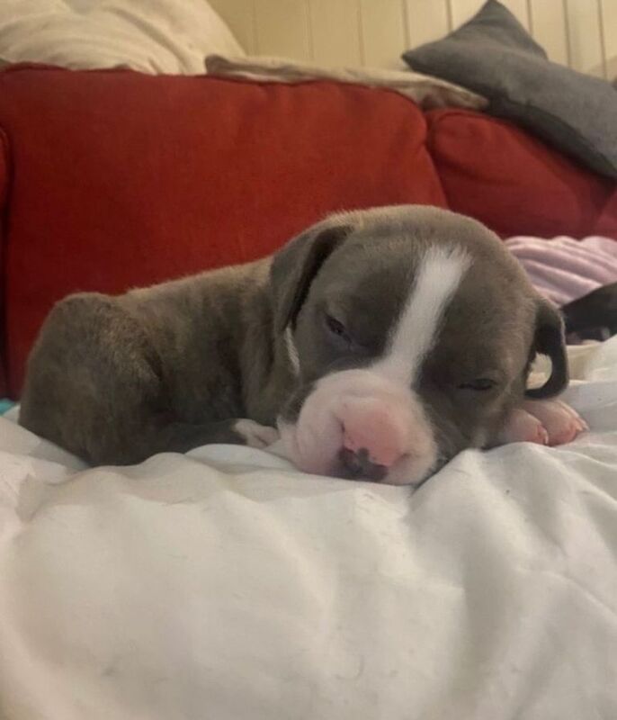 Staffordshire Bull Terrier puppies for sale in Hastings, East Sussex – 4 months old - Image 4 of 4