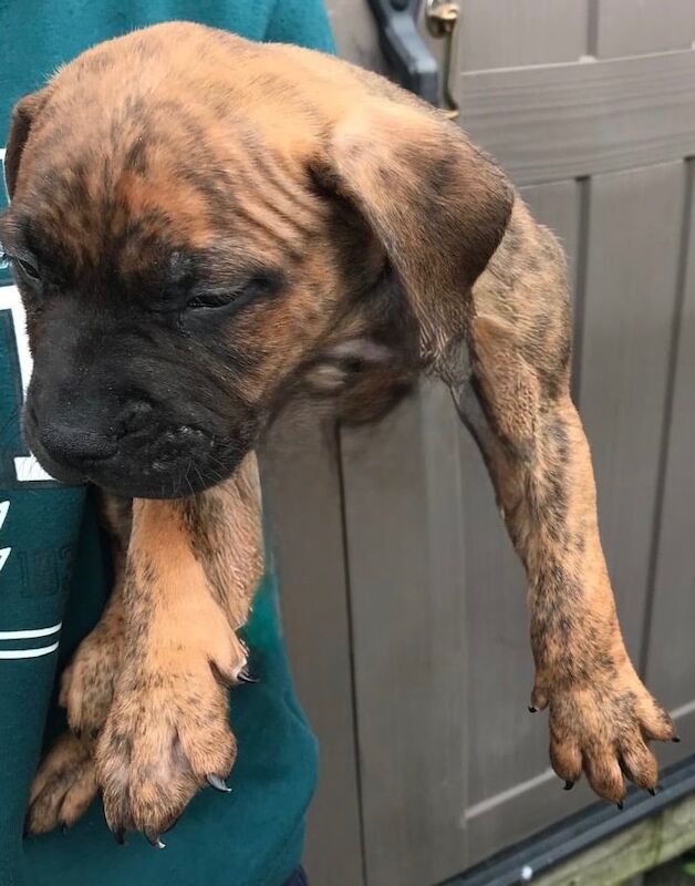 Staffordshire Bull Terrier puppies for sale in Larne, County Antrim – 8 weeks old
