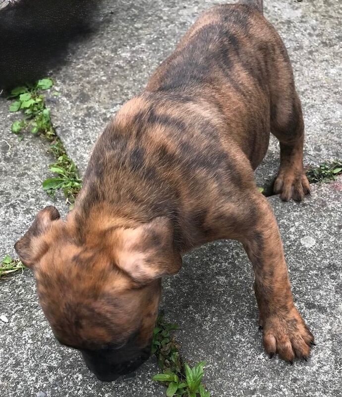 Staffordshire Bull Terrier puppies for sale in Larne, County Antrim – 8 weeks old - Image 2 of 3