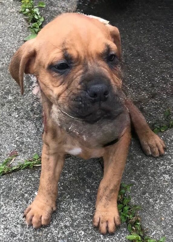 Staffordshire Bull Terrier puppies for sale in Larne, County Antrim – 8 weeks old - Image 3 of 3